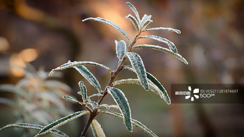 寒冷中的一片孤叶图片素材