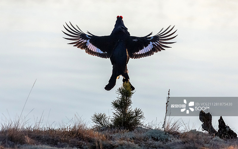 天使和飞行的松鸡图片素材