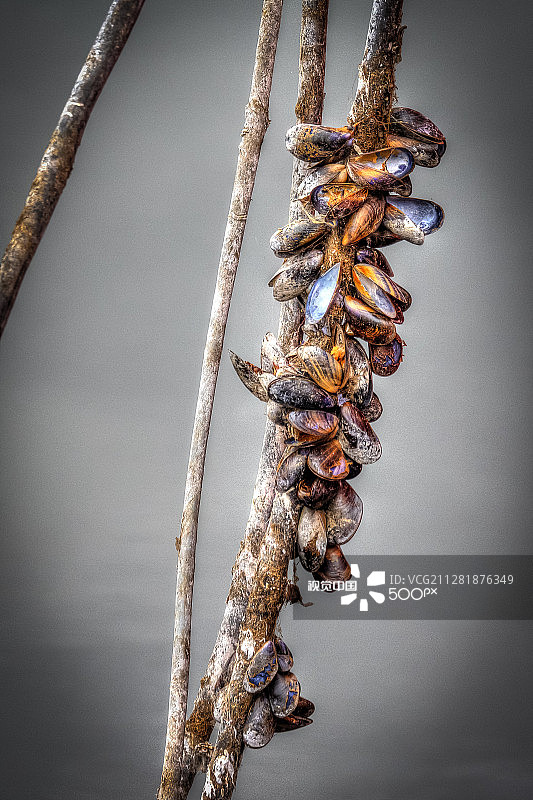 长满贻贝的线条图片素材