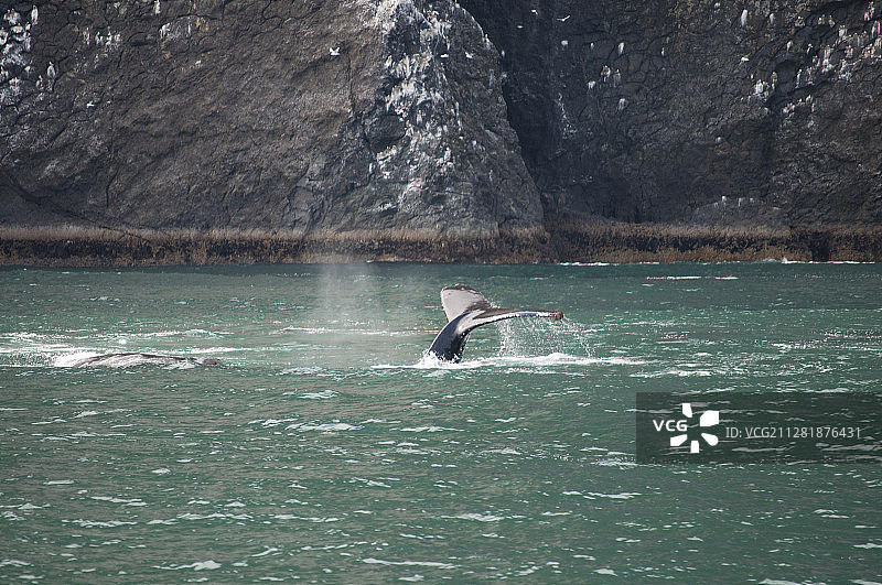 阿拉斯加复活湾的鲸鱼觅食图片素材