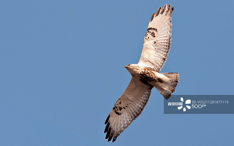 毛脚鵟图片素材