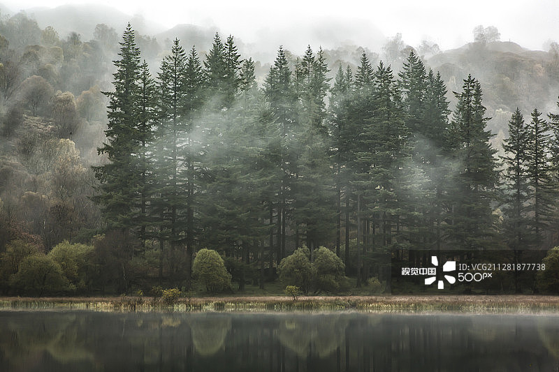 雾气笼罩的紫杉树湖冷杉树图片素材