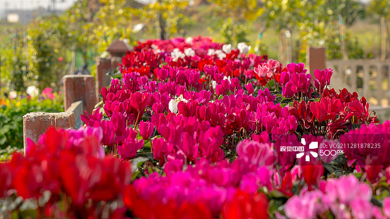 报春花田野图片素材