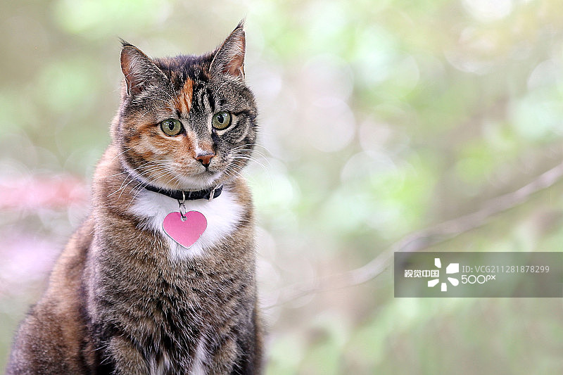 虎斑猫图片素材