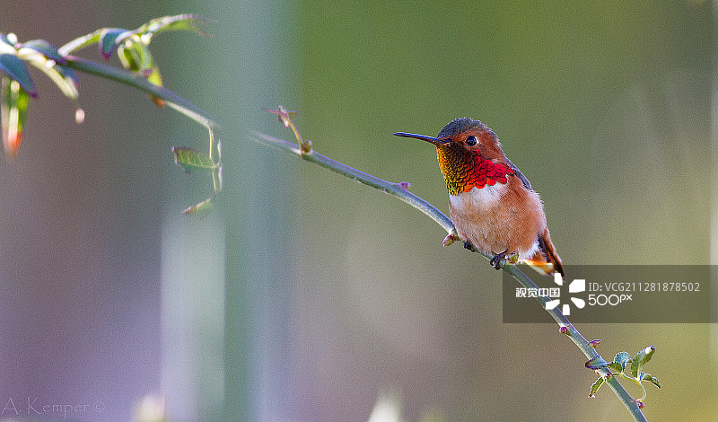 棕煌蜂鸟图片素材