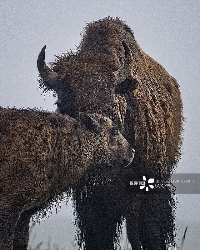 黄石公园的美洲野牛和幼崽图片素材