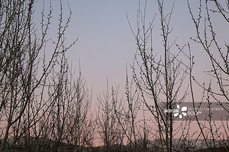 光秃秃的树木图片素材