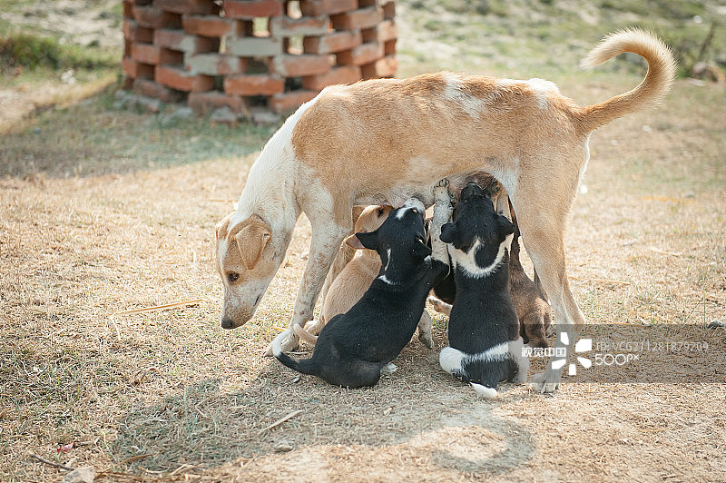 饥饿的小狗图片素材