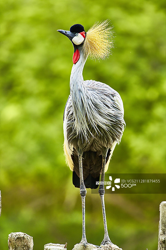 西非冕鹤图片素材