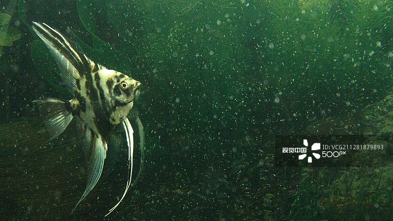 神仙鱼图片素材