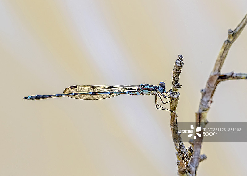 蓝色豆娘图片素材