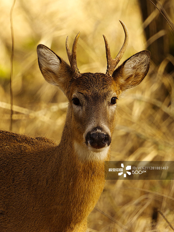 白尾鹿图片素材