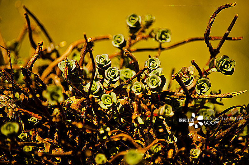 石玫瑰图片素材