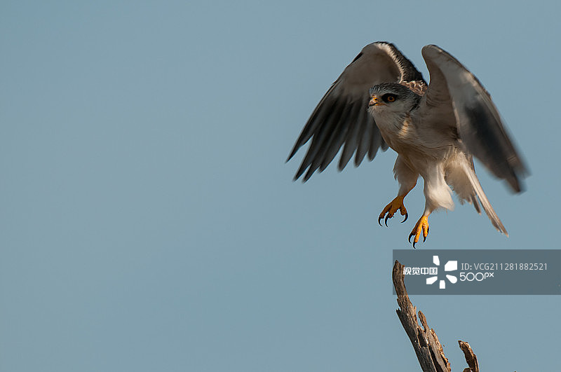 黑肩鸢图片素材