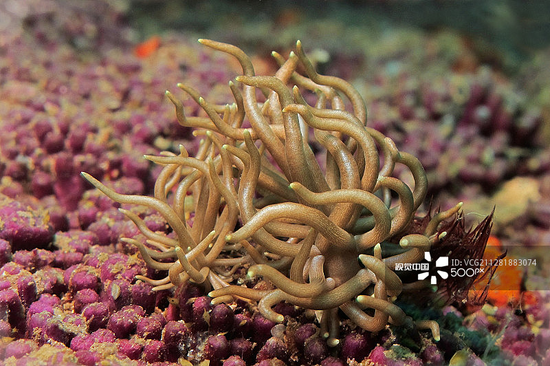 戈耳工图片素材