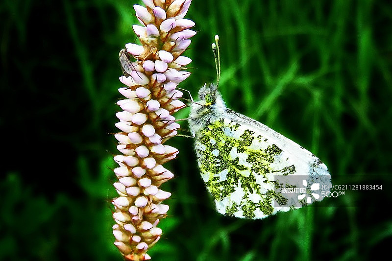 白蝴蝶图片素材