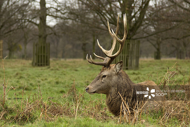 浓密的雄鹿图片素材