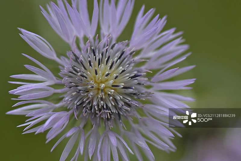矢车菊图片素材