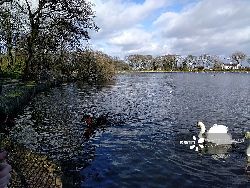 湖里的小狗图片素材