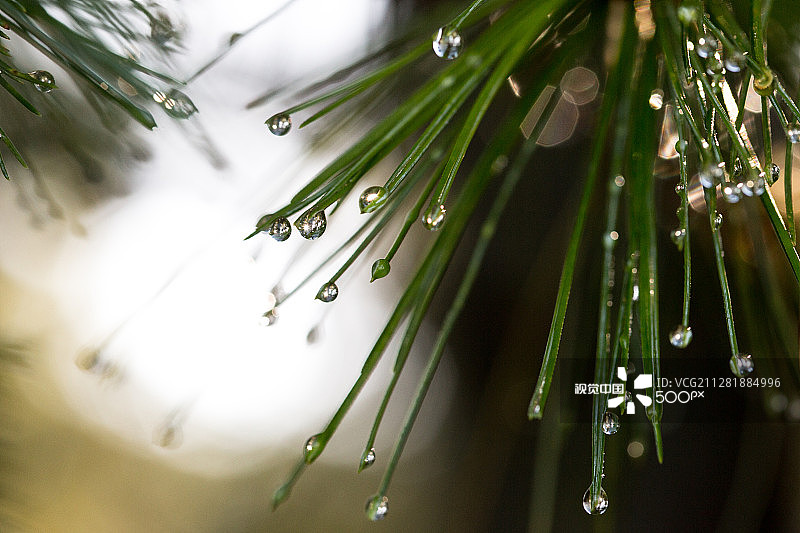 松针上的露珠图片素材