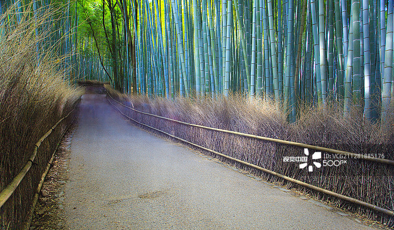 岚山竹林图片素材