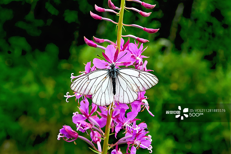 柳兰上的白色蝴蝶图片素材