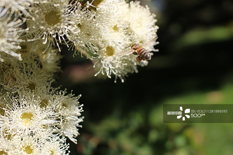 花粉猎人图片素材