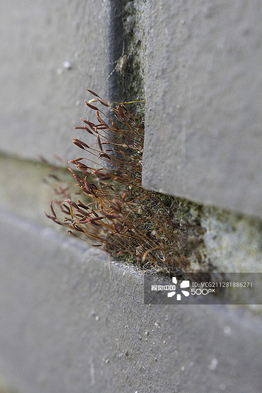 植物和砖块图片素材