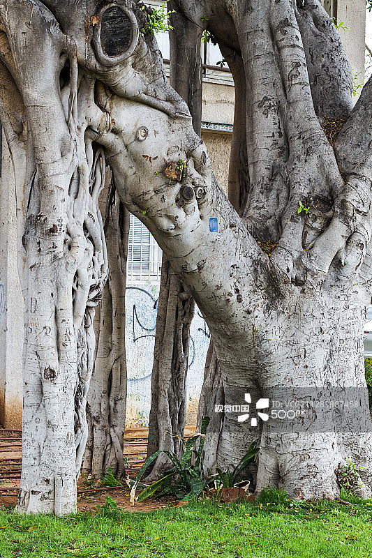 公园里的巨大榕树，以色列图片素材