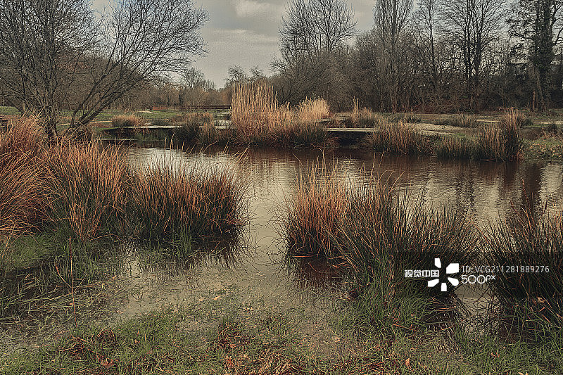 青蛙池塘图片素材