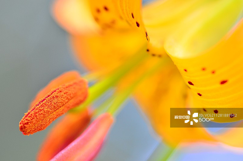 野生虎百合图片素材