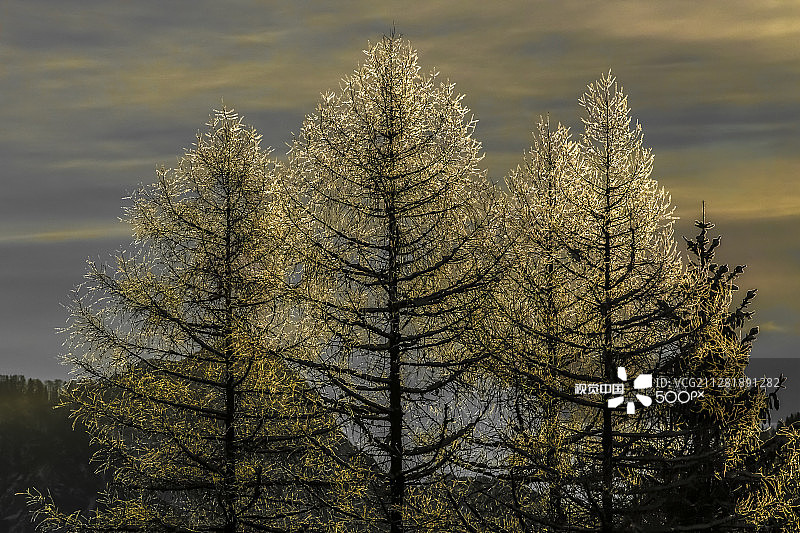 落叶松图片素材