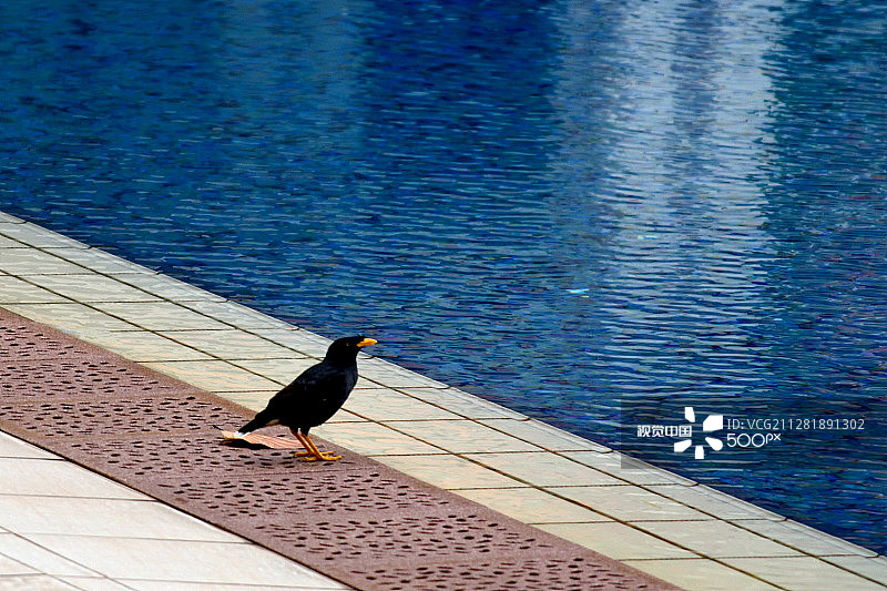 池塘边的八哥图片素材