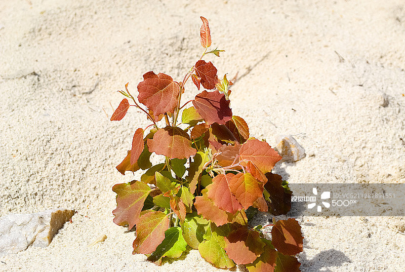 沙地上的白杨嫩芽图片素材