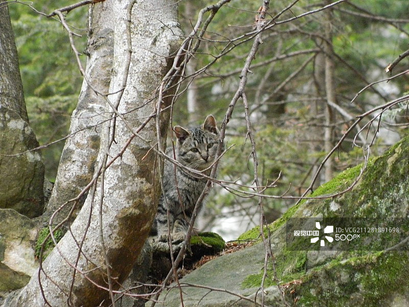 野猫图片素材