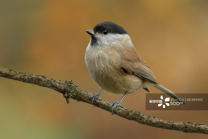 沼泽山雀图片素材