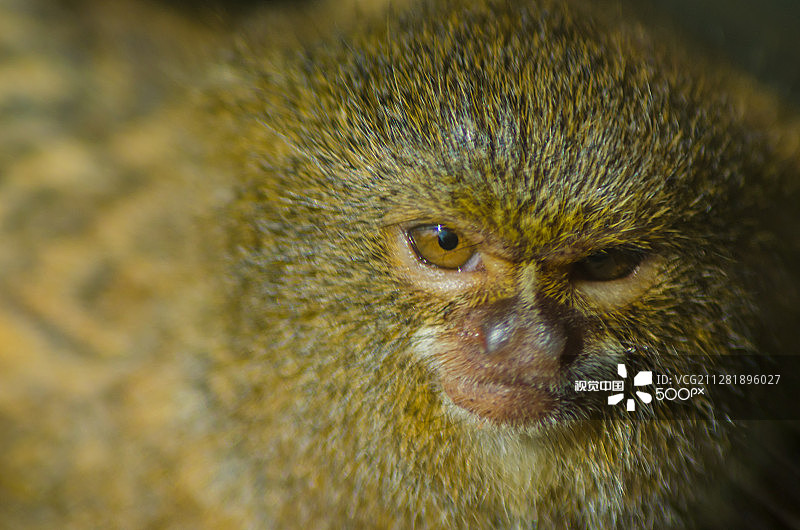 小丝猴图片素材