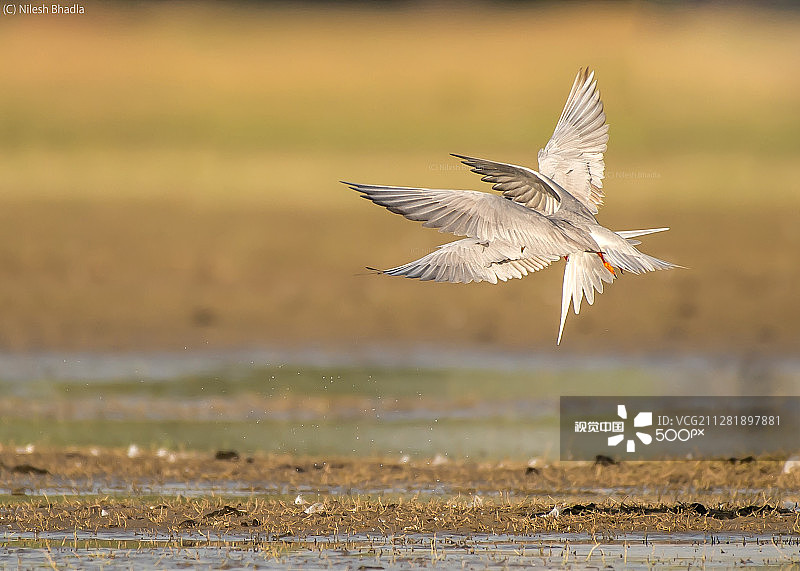 四翼河燕鸥图片素材