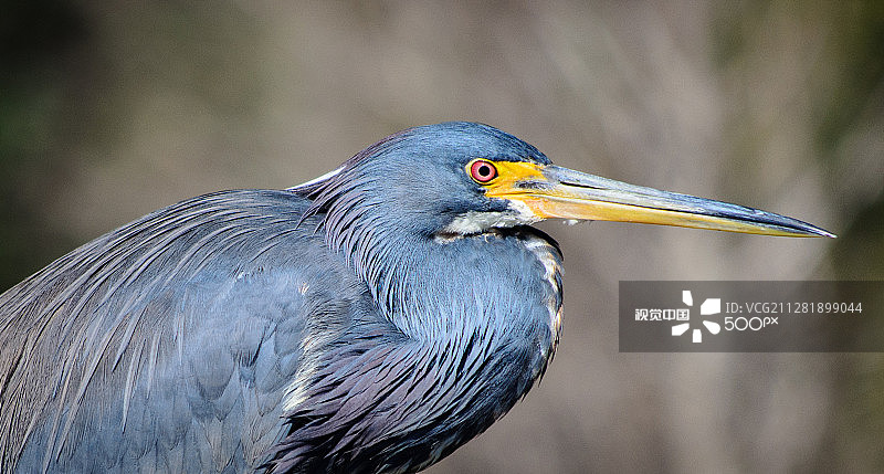 大蓝鹭图片素材