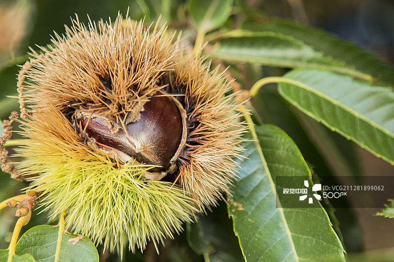 刺猬里的栗子图片素材