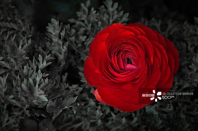 毛茛属植物图片素材