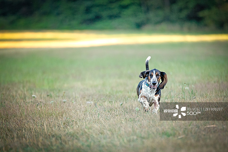 巴吉度猎犬 Poppy图片素材