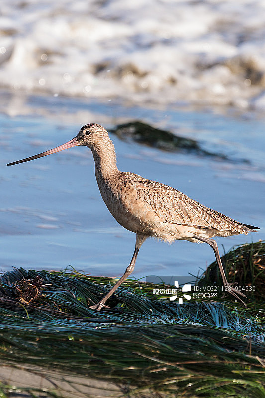 斑塍鹬图片素材