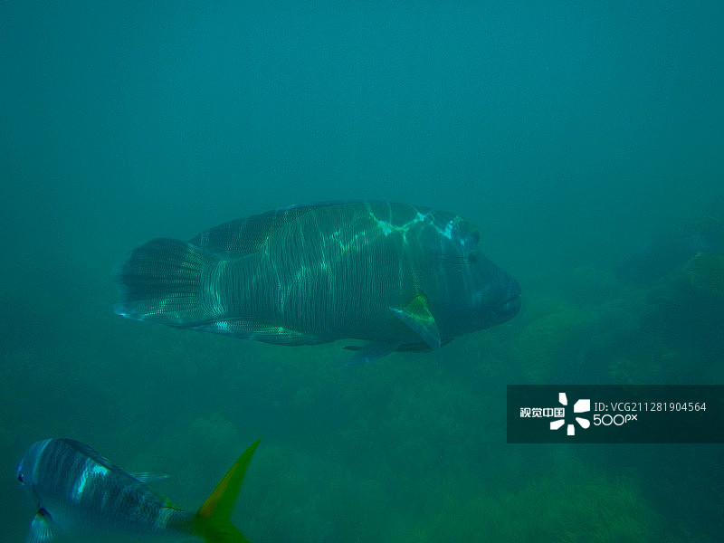 毛利濑鱼图片素材