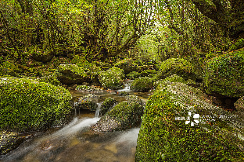 屋久岛溪流图片素材