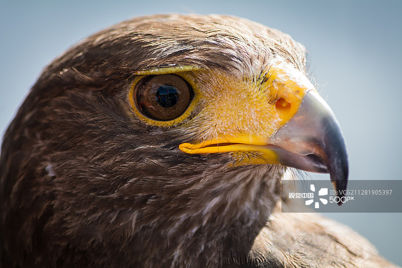 栗翅鹰特写图片素材
