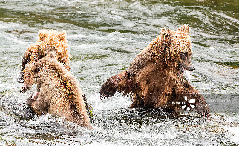 家庭享用三文鱼盛宴图片素材