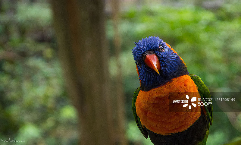 新加坡裕廊飞禽公园的吸蜜鹦鹉3图片素材