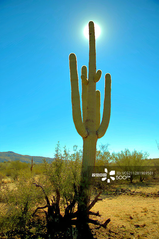一月亚利桑那州仙人掌国家公园的阳光图片素材
