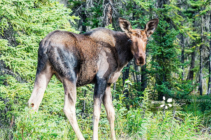 年轻的驼鹿。图片素材